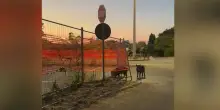 Roma, cinghiali in un parcheggio a Saxa Rubra