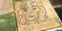 Il volto di Marilyn Monroe disegnato su un campo nel Veronese
