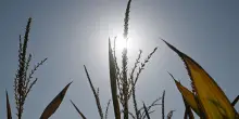 Siccit&agrave;, costi triplicati per l'Italia con 2 gradi in pi&ugrave;