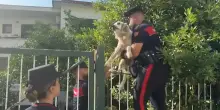 Sisma ai Campi Flegrei, salvato un cane bloccato in un edificio inagibile