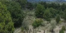 Ambiente: M&eacute;xico toma medidas para abordar preocupaciones de incendios y deforestaci&oacute;n