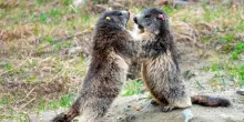 Con il caldo sulle Alpi le marmotte rinunciano a giocare