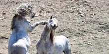 Un branco di cavalli bradi aggredisce il loro cane, una famiglia soccorsa in elicottero