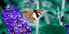 Farfalle in movimento in tutto il mondo, spinte dal caldo