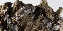 Scoperti in Messico sei 'funghi zombi' che infettano formiche e ragni