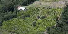 La Colombia apre alle fumigazioni per eradicare le piante di coca