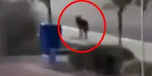 Pericolo lupo in Puglia, tre bimbi azzannati in pochi giorni