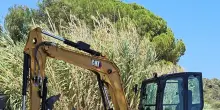 Bagnanti in Sardegna aiutano delfino e lo spingono al largo per partorire