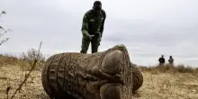 Elefanti avvelenati in Kenya, arrestati due agricoltori