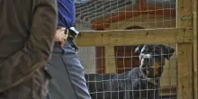 Sbranato da due rottweiler, muore 72enne nel Salento