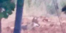 Turisti aggrediti da lupo a Gallipoli, ferite mamma e figlia di 12 anni