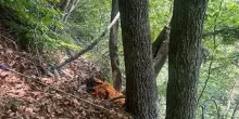 Cade a nove anni in un precipizio, soccorso in elicottero in Friuli