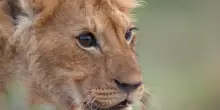 Jon Favreau, 'con Lion ho imparato a non avere il controllo'