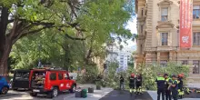 A Bolzano un ramo si stacca da un albero e travolge tre persone