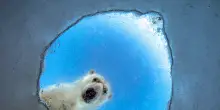 Cento scatti in finale al Wildlife Photographer of the Year