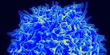 I supercentenari ricchi di cellule immunitarie anticancro