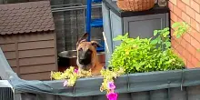 Lav recupera un cucciolo di Pastore Belga, 'era confinato su un balcone'