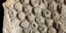 Paleodictyon, svelato l'identikit dell'architetto degli abissi disegnato da Leonardo
