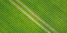 Vitale (Inps), in 2 anni raddoppiate aziende agricole di qualit&agrave;