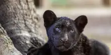 Record di nascite allo zoo di Napoli per 'colpa' del caldo, ecco Parthenope