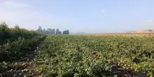 Coldiretti Veneto, nel Veronese danni per decine di milioni