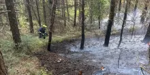 Incendio nel Foggiano, fiamme in bosco e pineta spente dopo tre giorni