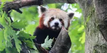 Addio Haiku, secondo panda rosso pi&ugrave; anziano d'Italia