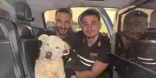 Cane ferito e disperso salvato dalla polizia, Whisky ridato ai proprietari