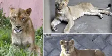 Caldo record allo zoo di Tokyo, altri tre leoni gravi