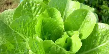 Ottenuta la prima lattuga che produce una proteina chiave della carne