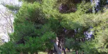 Alberi Monumentali, oltre 5mila gli esemplari tutelati dal Masaf, 82 new entry