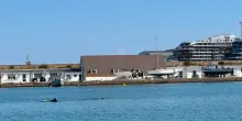 Salti fuori dall'acqua e giochi con le scie, delfini nel porto di Ancona