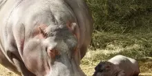 A 55 anni l'ippopotama pi&ugrave; anziana d'Europa &egrave; mamma per la quindicesima volta