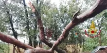 Maltempo: cade albero su un'auto a Roma, un ferito grave