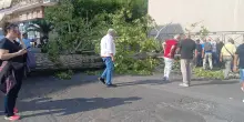 Albero cade su due studenti universitari a Cassino, sono in ospedale