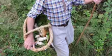 Cade in un dirupo mentre cerca funghi, morto un 85enne nel Vco