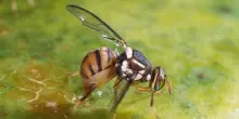 Trovata per la prima volta in Veneto la mosca orientale della frutta
