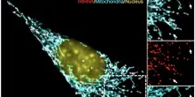 Cos&igrave; il sistema immunitario pu&ograve; favorire la crescita dei tumori