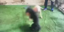 Scoperta organizzazione di combattimenti cani, sei indagati a Gela