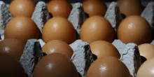 Segnalati alcuni casi di salmonellosi a Trieste