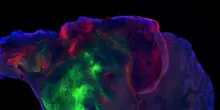 Organoidi di cervello umano in topi, hanno formato circuiti