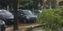 Cade ramo, feriti tre studenti che uscivano da scuola a Roma