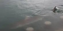 Squalo bloccato in un canale della Corea del Sud attira 600.000 visitatori