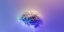 Il cervello non &egrave; uno solo, in realt&agrave; sono due organi distinti