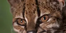 Scoperta nuova specie di felino selvatico in Bolivia