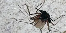 Nel rifugio bellico 'Kleine Berlin' di Trieste il raro ragno Amblypygi si riproduce ancora