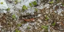 Coldiretti Puglia, grandine e bombe d'acqua su tendoni di uva, danni