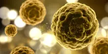 Cellule zombie nell'organismo che invecchia