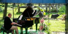 Il pianista Rick Wakeman suona nel bosco di Tam Dao in Vietnam per gli orsi salvati