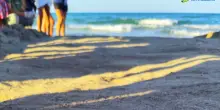 Riserva di Torre Guaceto, schiuse 229 uova di Caretta caretta